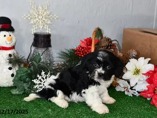 Cavachon dogs Rambo - Ad 20
