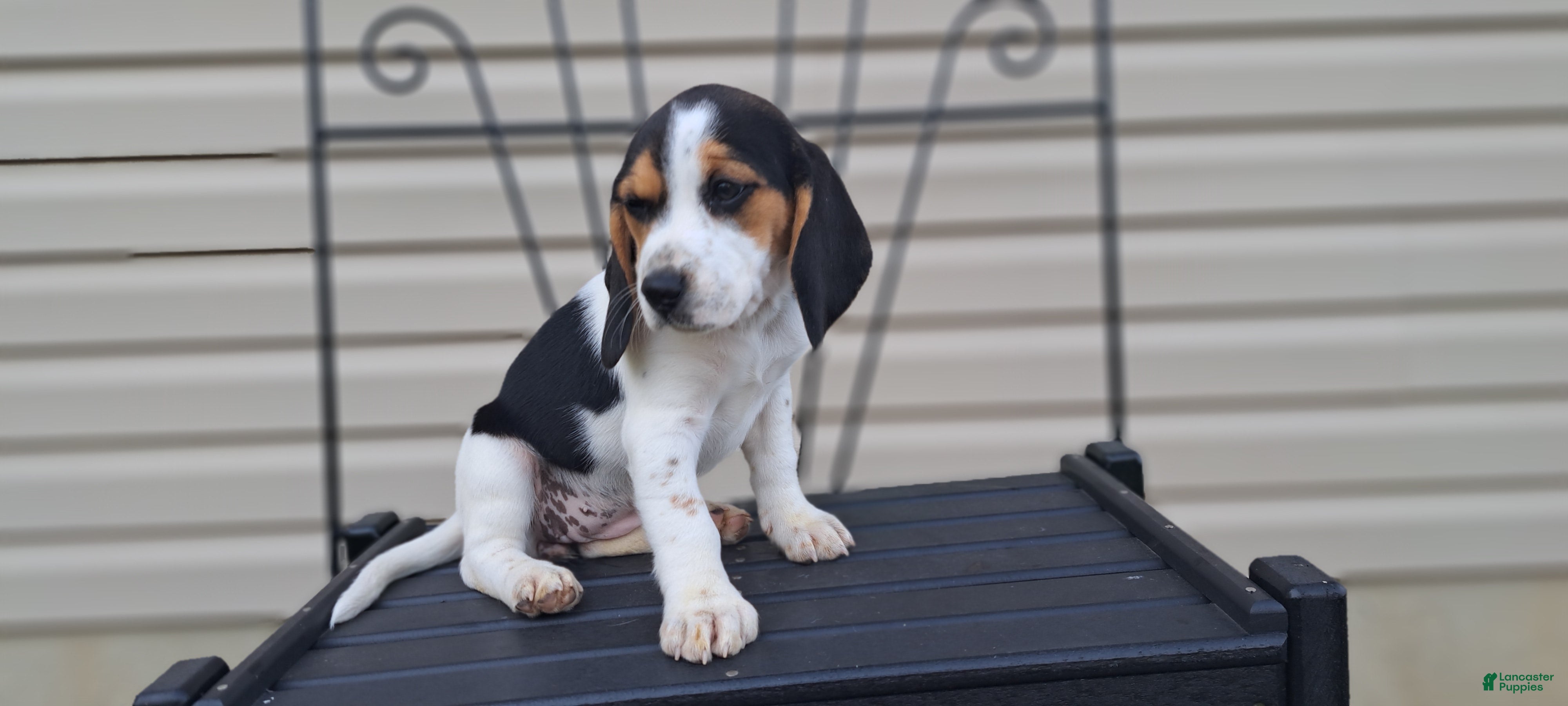 Beagle dogs GINGER - Ad 2