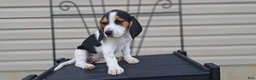 Beagle dogs for sale: GINGER - Ad 2