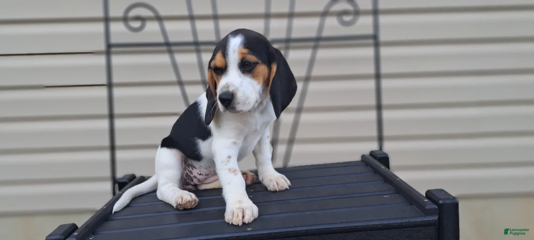 Beagle dogs for sale: GINGER - Ad 2