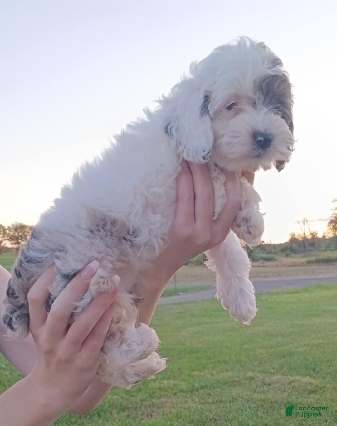 Cockapoo dogs Anna - Ad 20