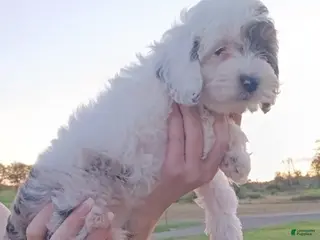 Cockapoo dogs Anna - Ad 4