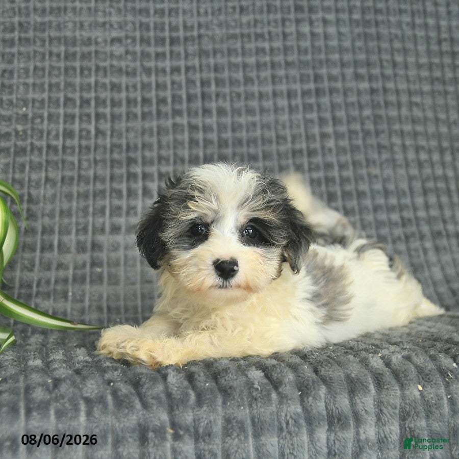 Maltipoo dogs Buttercup  - Ad 1