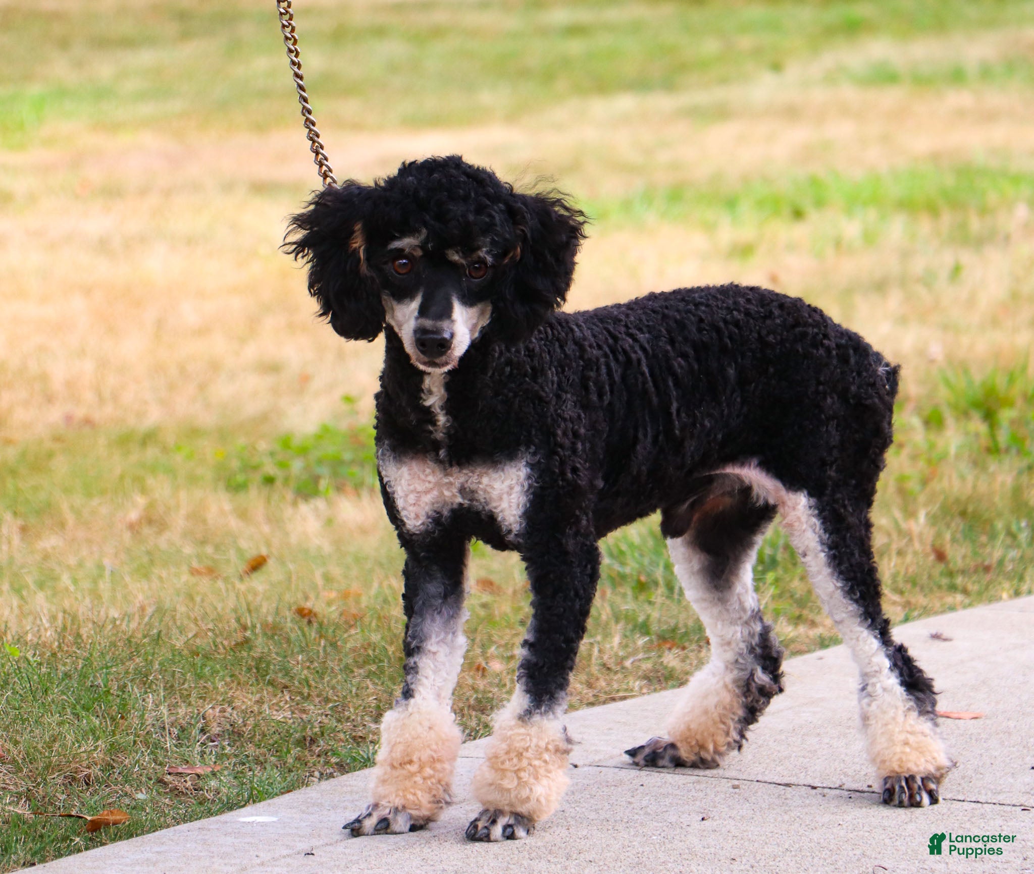 Miniature Poodle dogs Knight - Ad 1