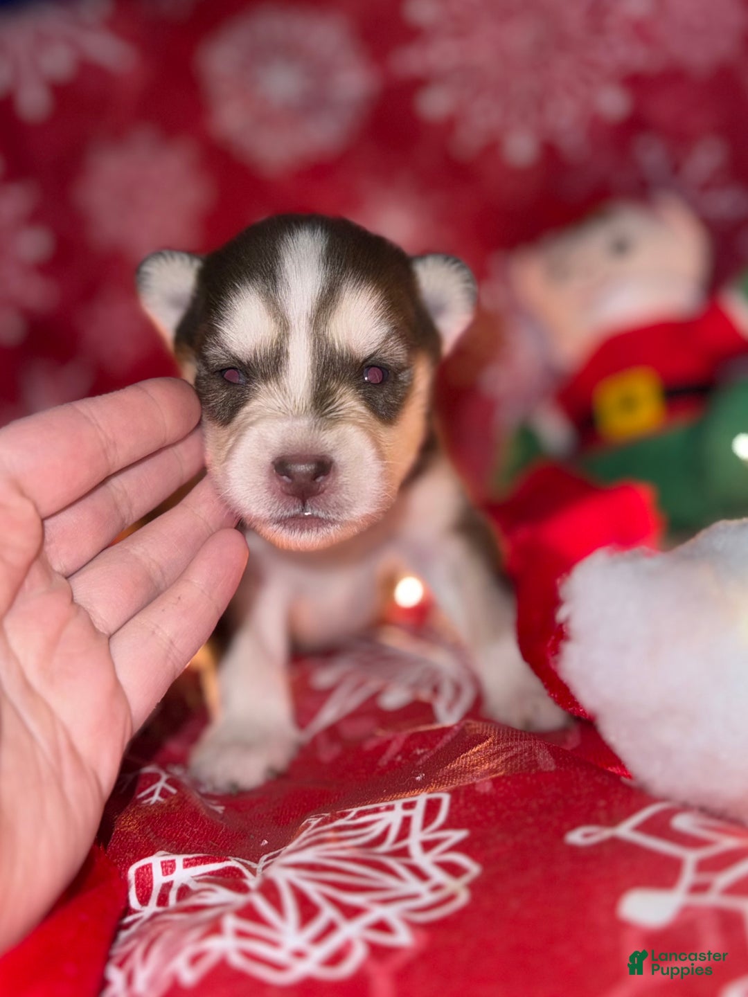 Siberian Husky dogs for sale: RED - Ad 3