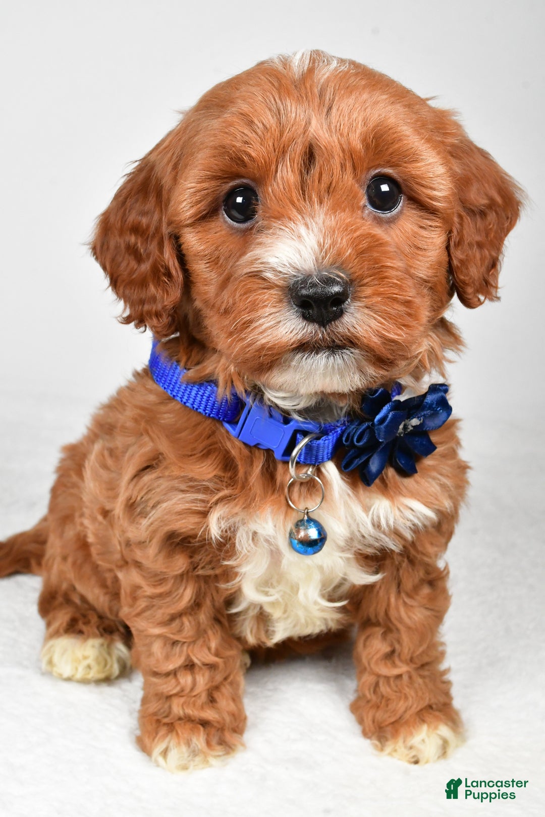 Cavapoo dogs for sale: Tanner - Ad 2