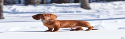 Dachshund dogs for sale: Harry - Ad 6