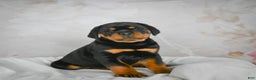 Rottweiler dogs for sale: Watson - Ad 4
