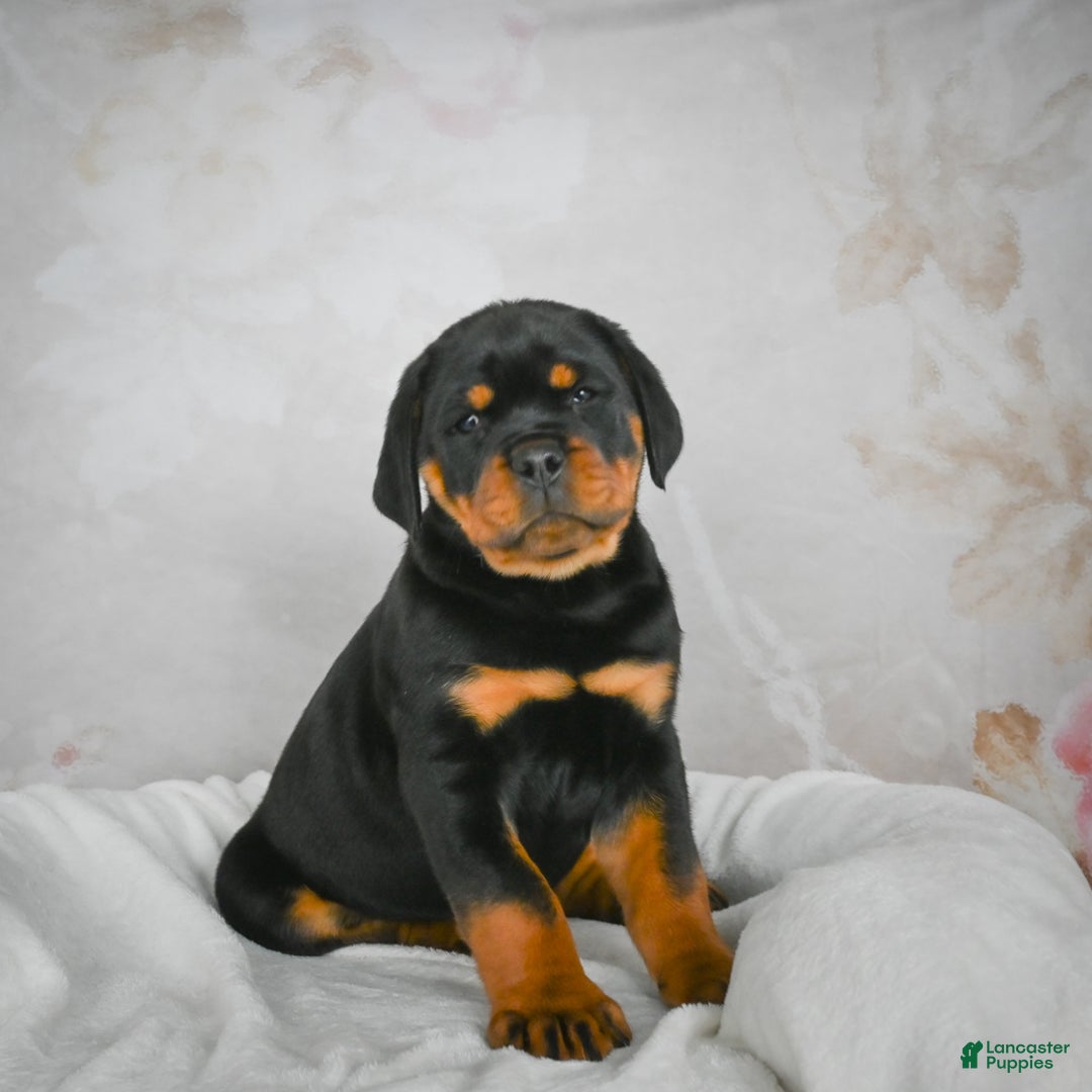 Rottweiler dogs for sale: Watson - Ad 4