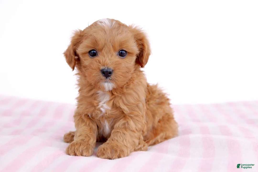 Cockapoo dogs for sale: 🩷🍪 Cookie 🍪🩷 - Ad 2