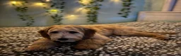 Goldendoodle dogs for sale: River Forest Clover  - Ad 4