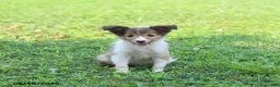 Shetland Sheepdog dogs for sale: Bonnie - Ad 3