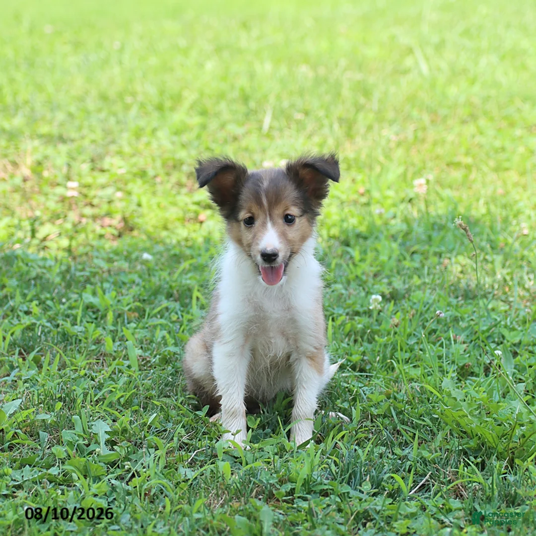 Shetland Sheepdog dogs for sale: Bonnie - Ad 3
