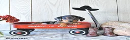 Miniature Dachshund dogs for sale: Todd - Ad 4