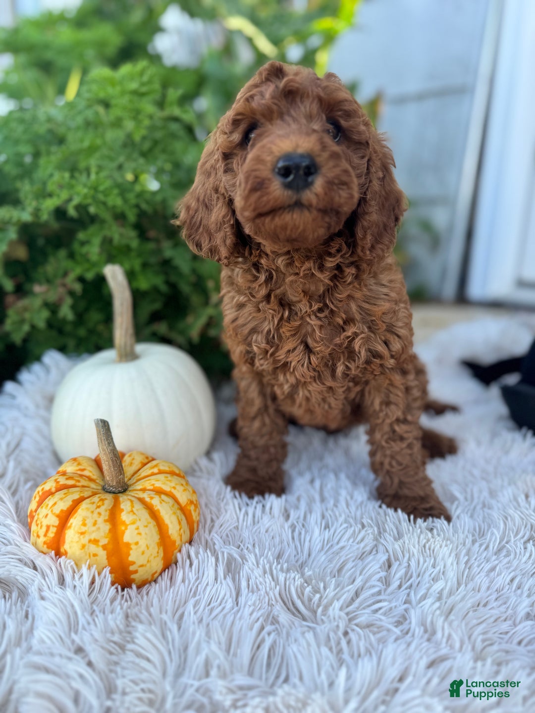 Mini Goldendoodle dogs for sale: Pumpkin - Ad 5