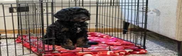 Bernedoodle dogs for sale: Denali - Ready Now! - Ad 7
