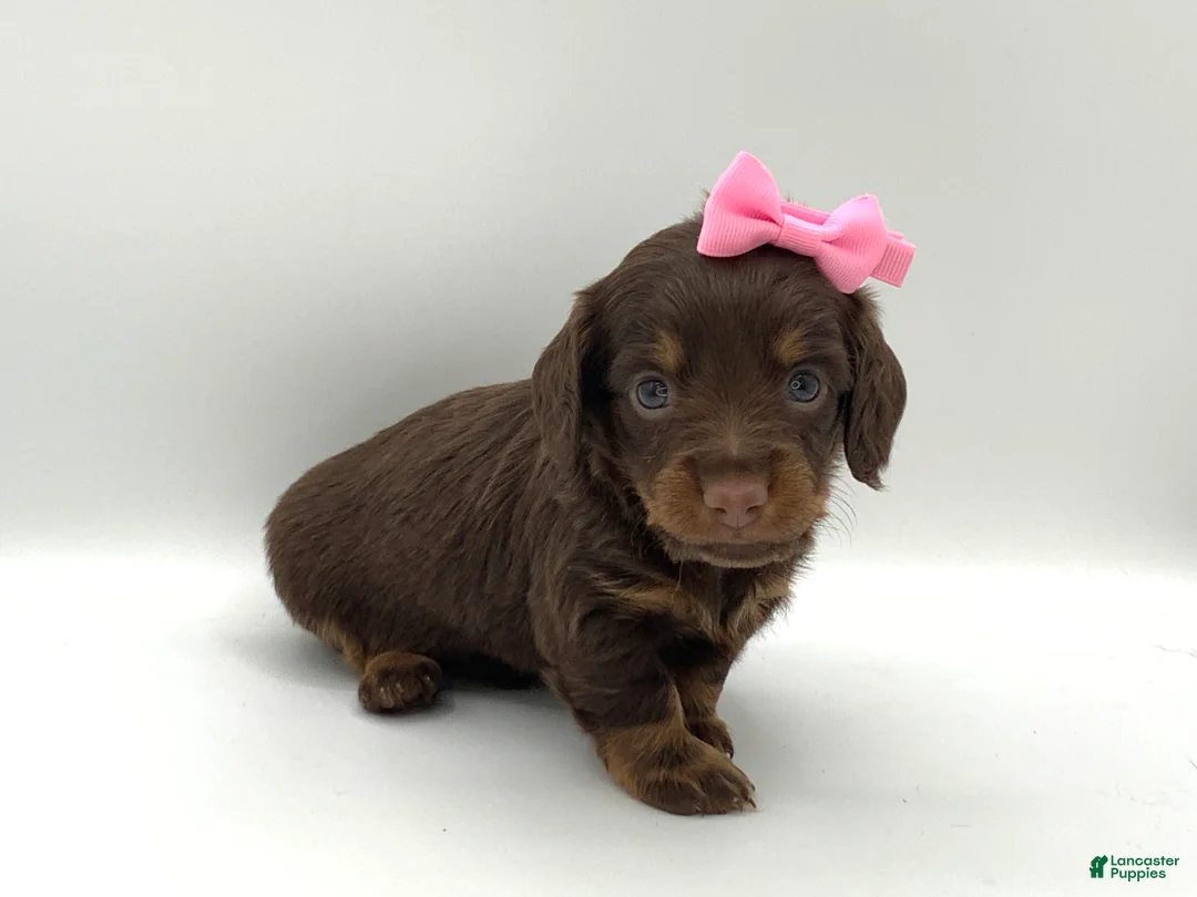 Miniature Dachshund dogs for sale: Kendra - Ad 4