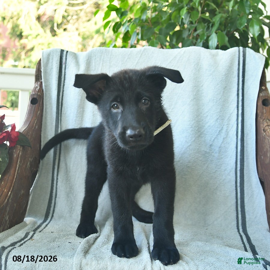 German Shepherd dogs Gage  - Ad 1