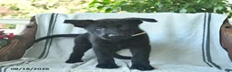 German Shepherd dogs for sale: Gage  - Ad 1