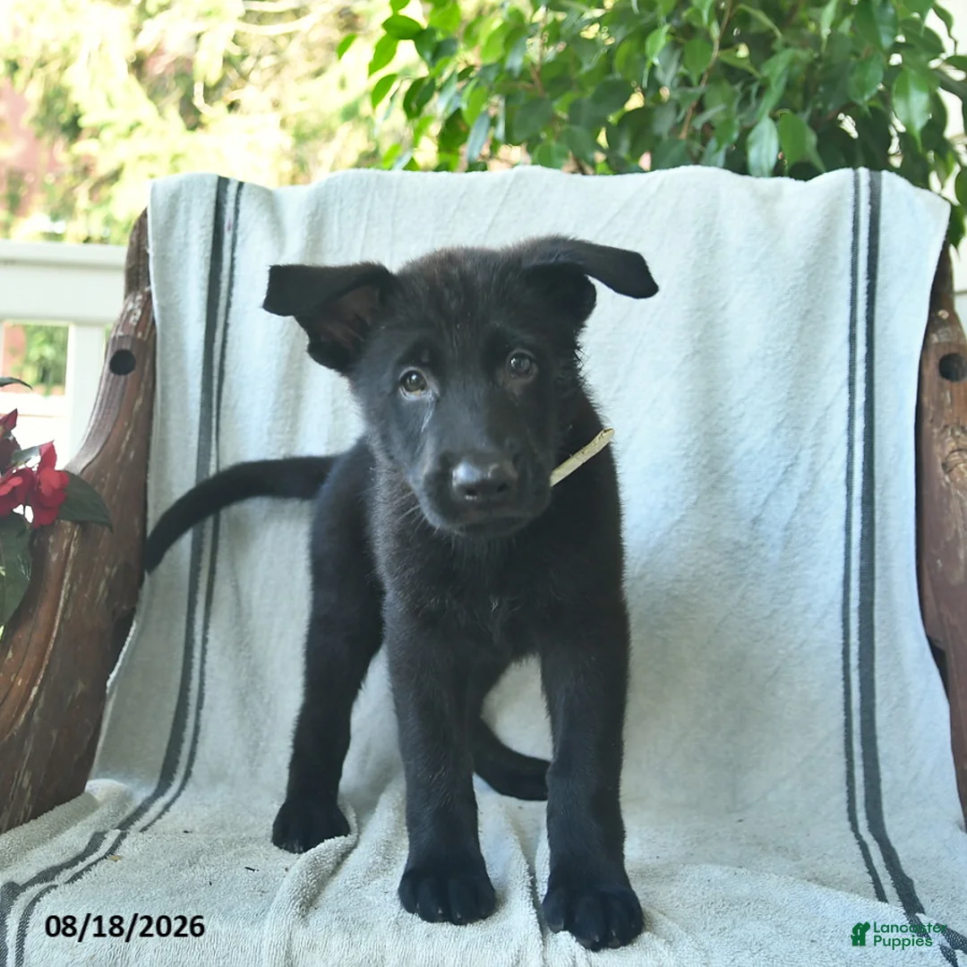 German Shepherd dogs for sale: Gage  - Ad 1
