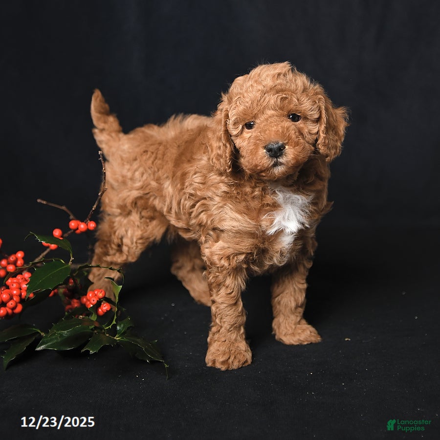 Toy Poodle dogs Kaden - Ad 34