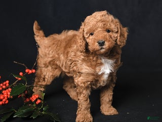 Toy Poodle dogs Kaden - Ad 34