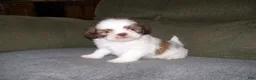 Shih Tzu dogs for sale: OAKLEY - Ad 5