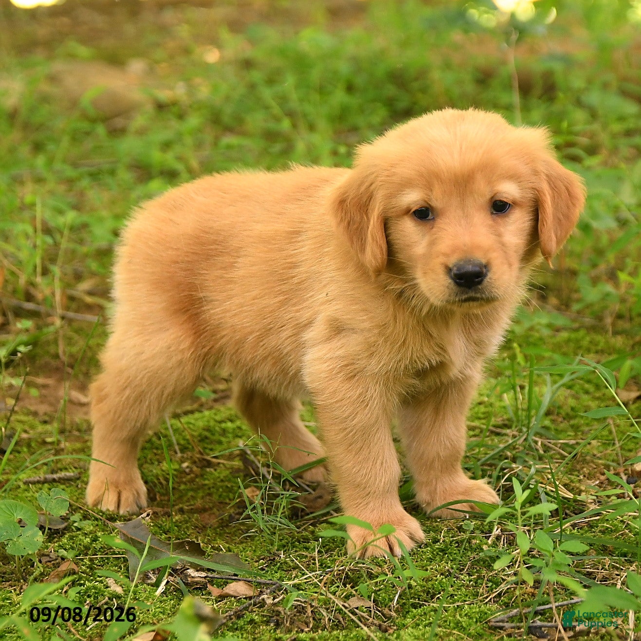 Golden Retriever dogs Devin - Ad 1