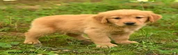 Golden Retriever dogs for sale: Devin - Ad 1