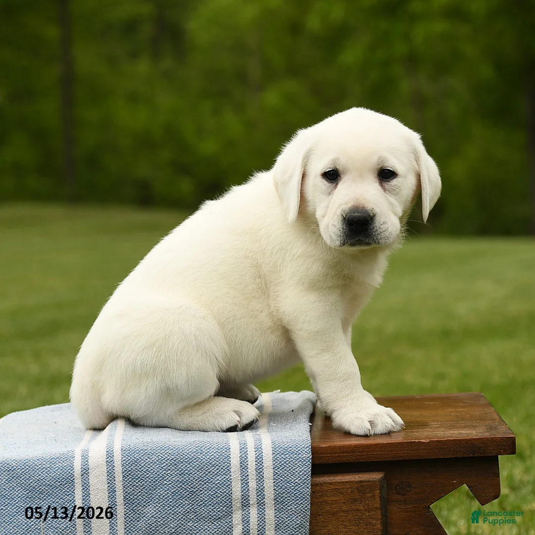 Labrador Retriever dogs for sale: Shavonne - Ad 5