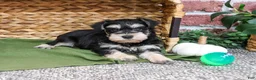 Miniature Schnauzer dogs for sale: Ethan - Ad 1