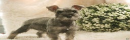 Miniature Schnauzer dogs for sale: Mario - Ad 4