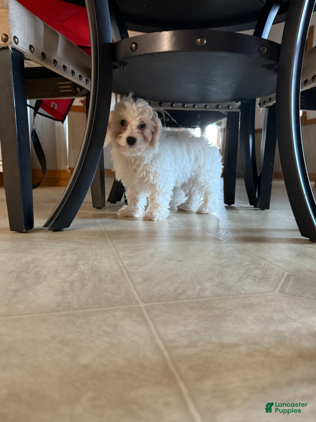 Mixed Breed dogs for sale: Mixed Breed Puppy 1 - Ad 1