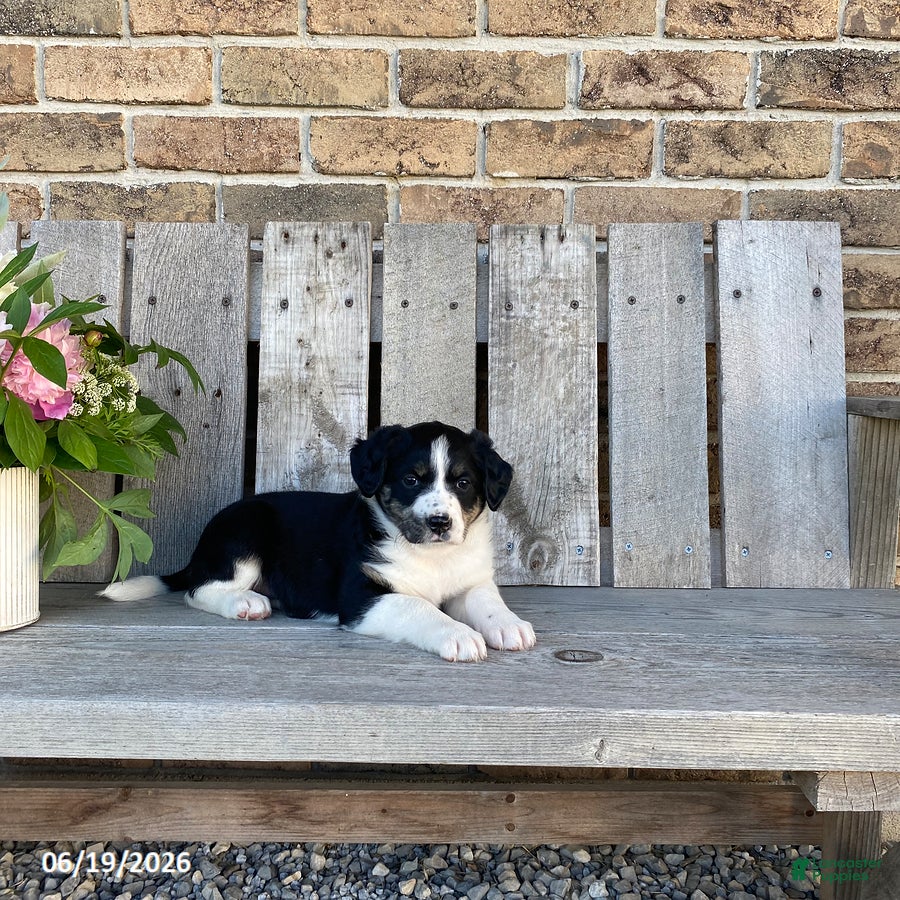 Mixed Breed dogs Bella - Ad 2