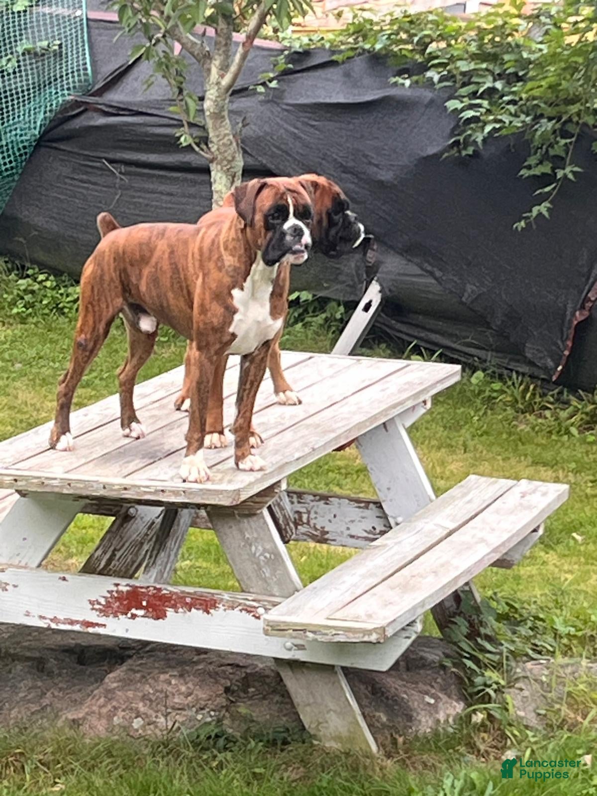 Boxer dogs Berlín  - Ad 2