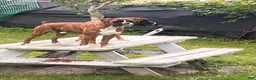 Boxer dogs for sale: Berlín  - Ad 2