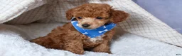 Toy Poodle dogs for sale: Tucker - Ad 5
