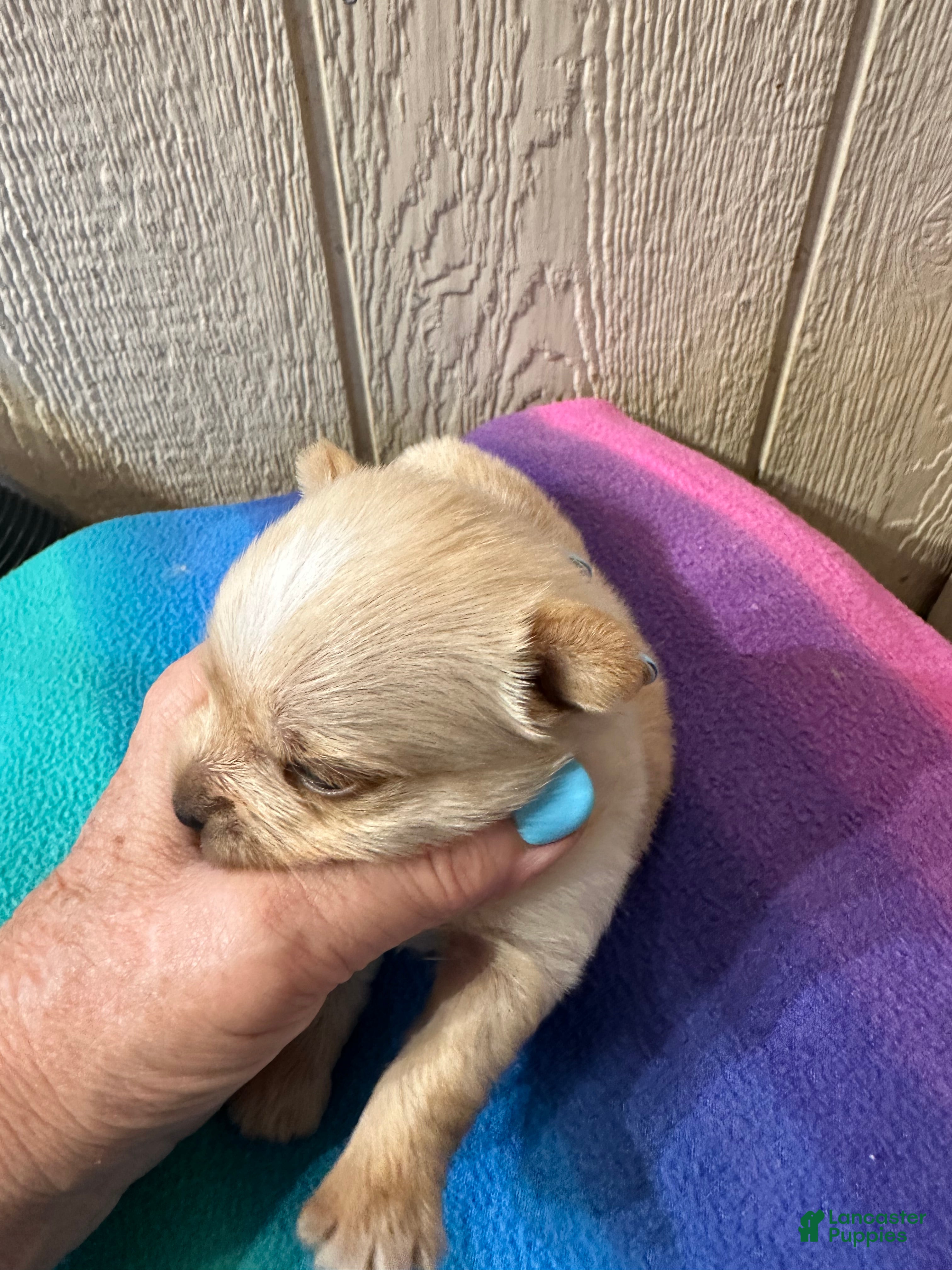 Yorkshire Terrier dogs AKC Calvin Gold dust - Ad 2