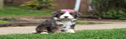 Mini Bernedoodle dogs for sale: Makenzie - Ad 7