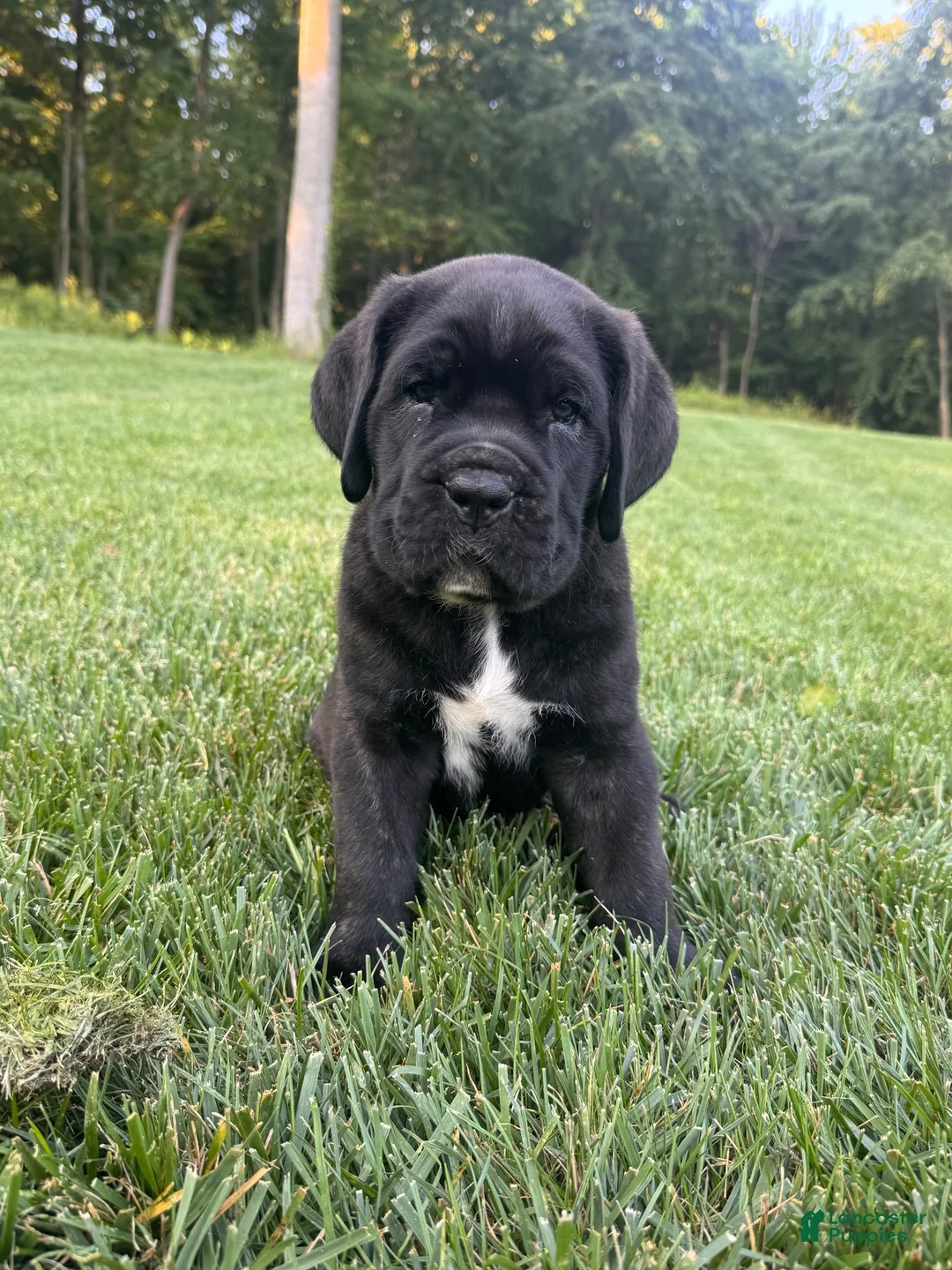 Cane Corso dogs for sale: Max - Ad 1