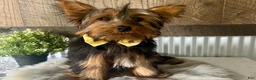 Yorkshire Terrier dogs for sale: Miles - Ad 6