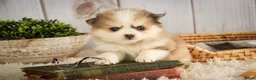 Pomsky dogs for sale: Sebastian - Ad 5