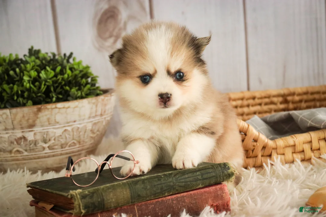 Pomsky dogs for sale: Sebastian - Ad 5