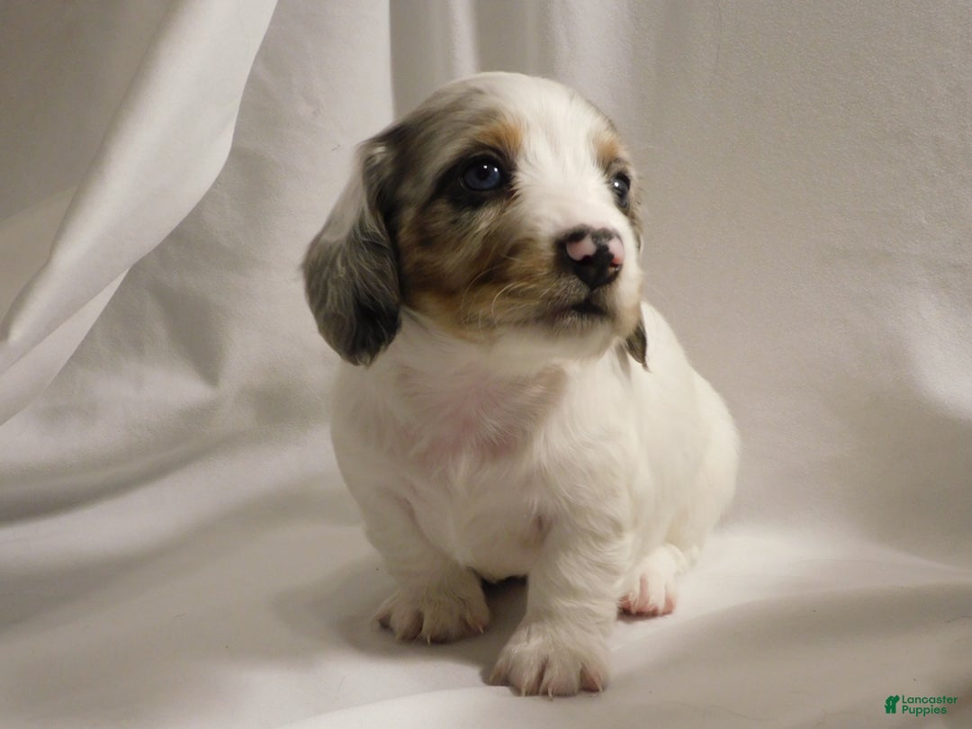 Miniature Dachshund dogs for sale: LMA's ChampionDoxie Snoop Dogg - Ad 49