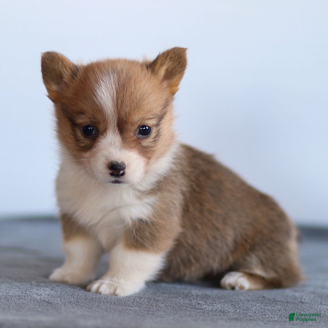 Welsh Corgi Pembroke dogs for sale: Karina Welsh Corgi Pembroke - Ad 2