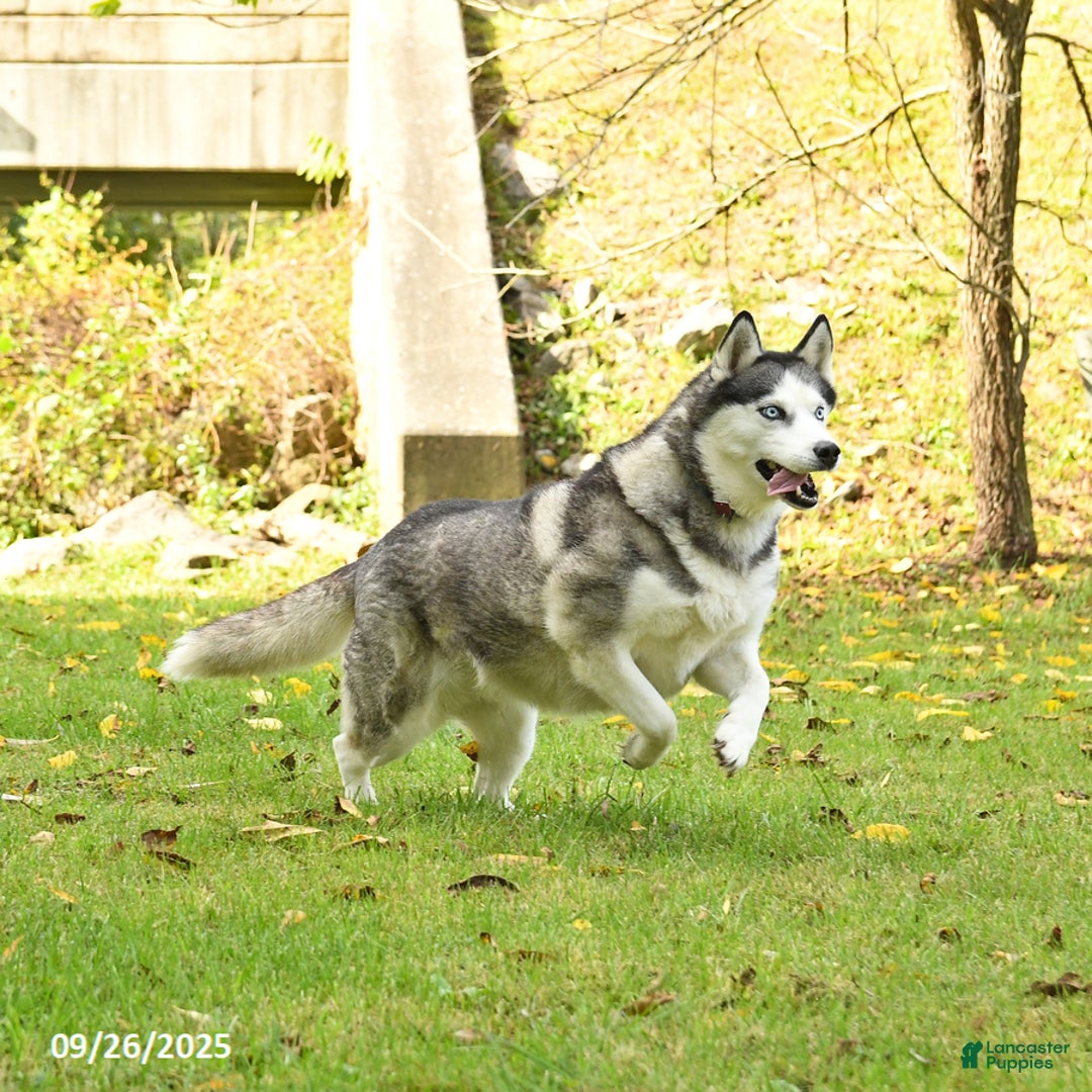 Siberian Husky dogs for sale: Kaitlyn - Ad 1