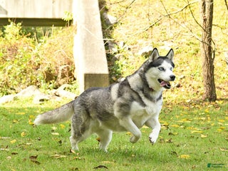 Siberian Husky dogs Kaitlyn - Ad 42