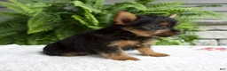 Yorkshire Terrier dogs for sale: Tucker - Ad 3