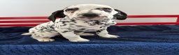 Dalmatian dogs for sale: Talia - Ad 7