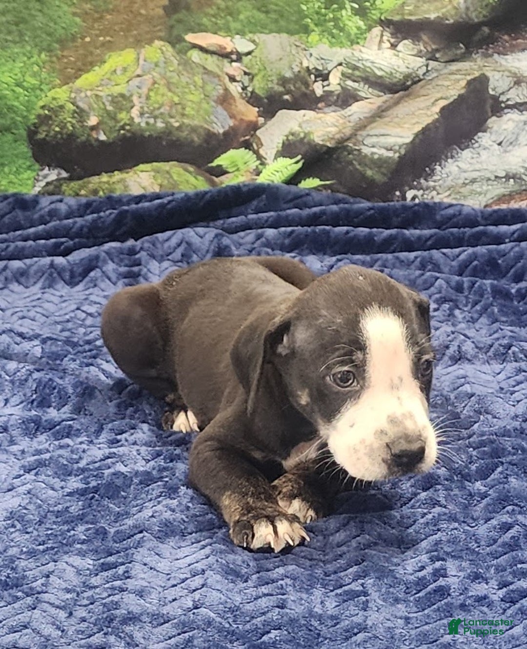 Catahoula Leopard Dog dogs for sale: Luna 2025 Male 1 - Ad 24